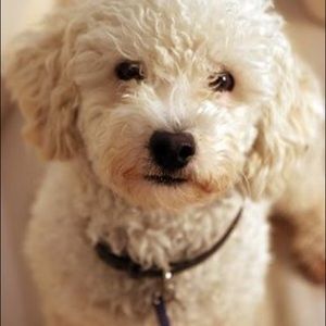 Meet your Posher, Petta